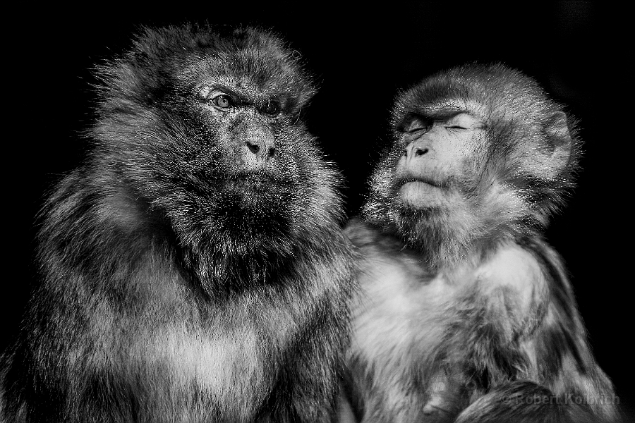 Affenpaar