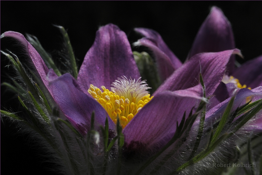 bloom