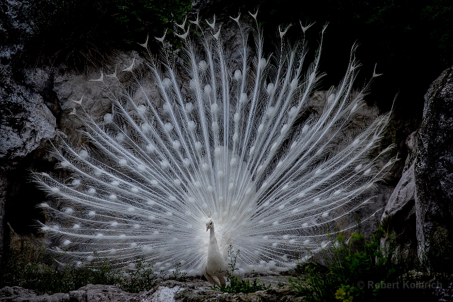 weisser Pfau