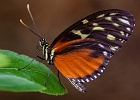 Heliconius hecale