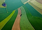 Linien