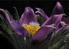 bloom