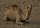 Kamelfarm Dubai.JPG