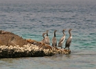 Khasab Musandam.JPG