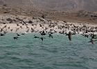 Musandam Oman.JPG